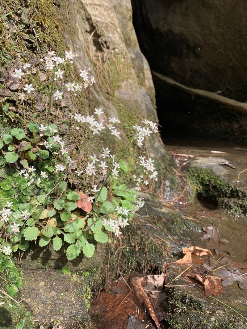 Golden Eye Saxifrage