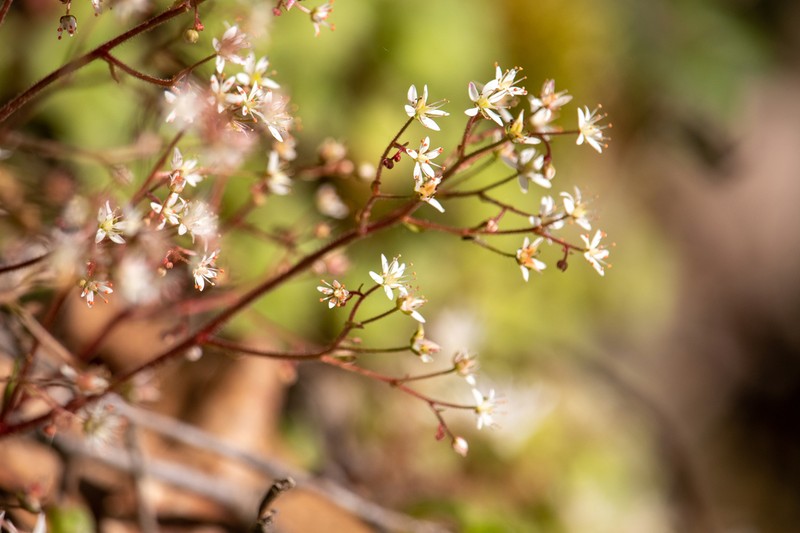 Golden Eye Saxifrage photo 2