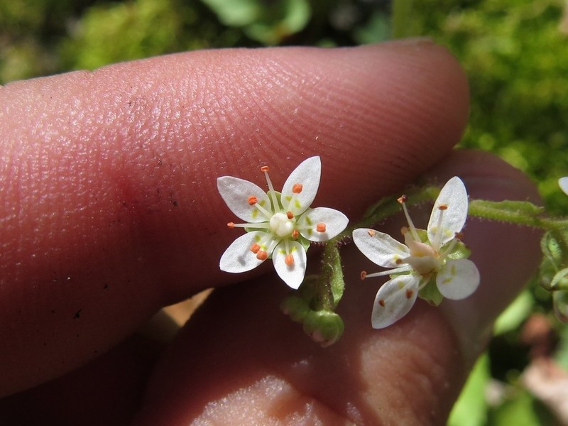 Golden Eye Saxifrage photo 3