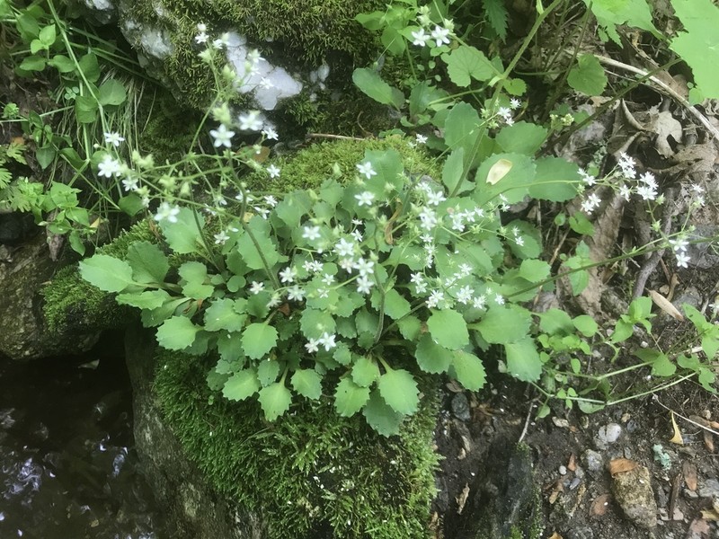 Golden Eye Saxifrage photo 4