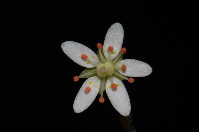Golden Eye Saxifrage photo 5
