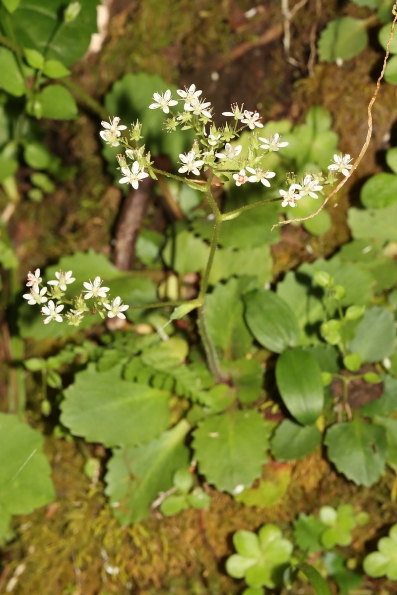 Golden Eye Saxifrage photo 6