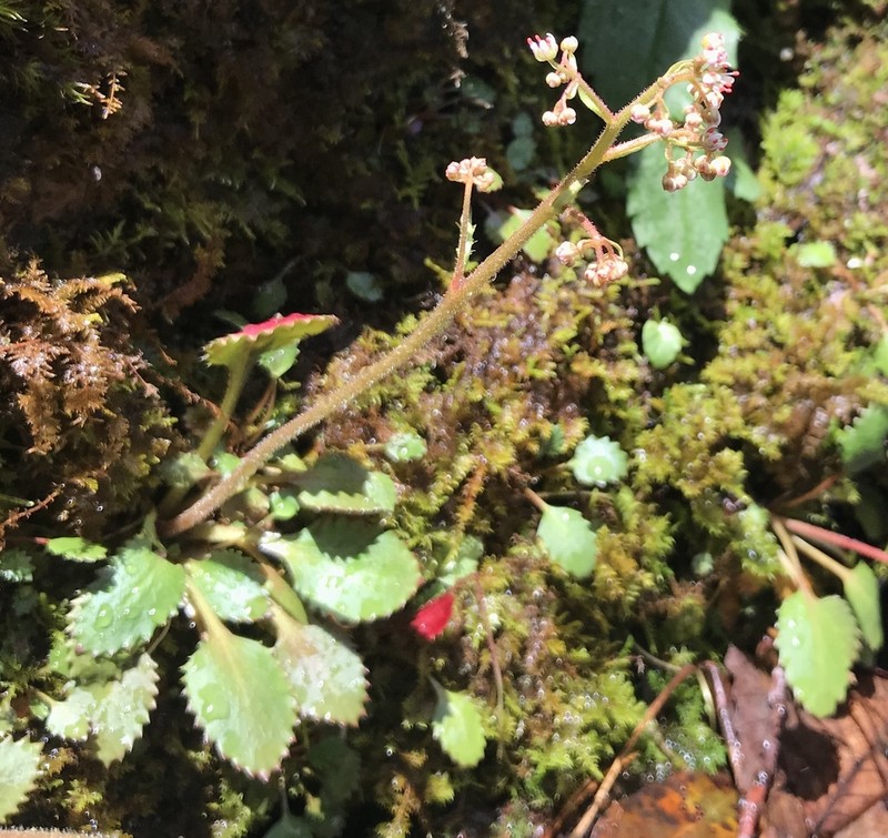 Golden Eye Saxifrage photo 7