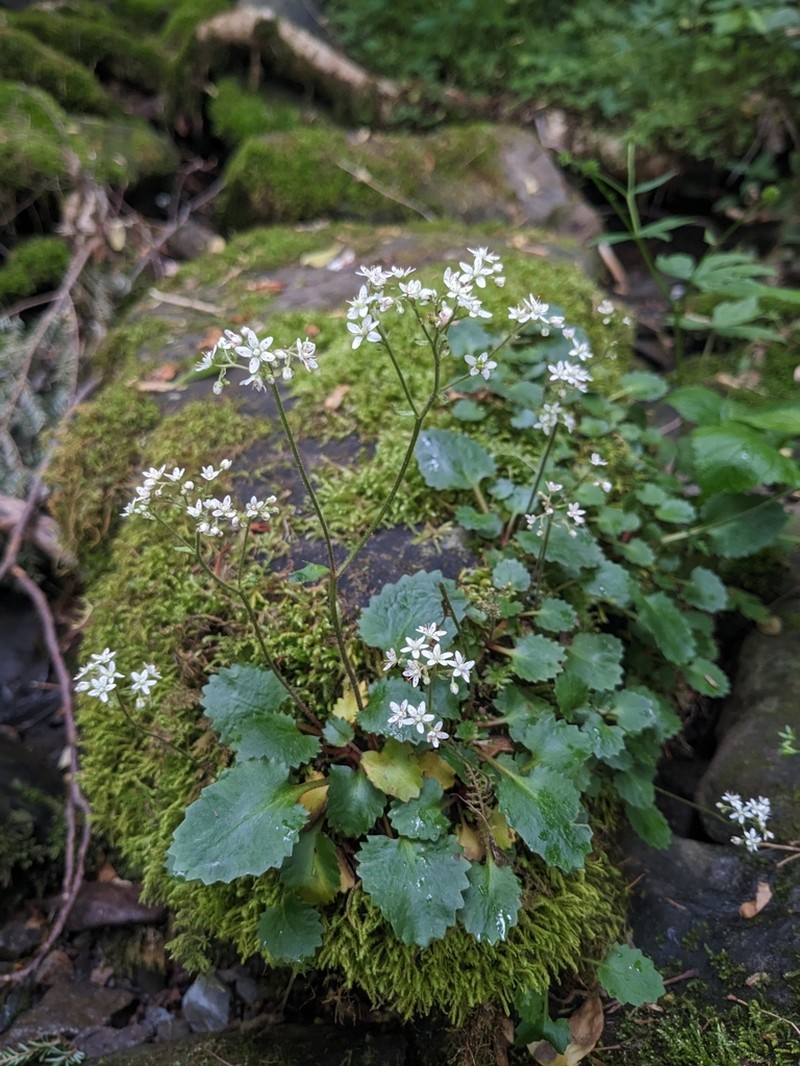 Golden Eye Saxifrage photo 8