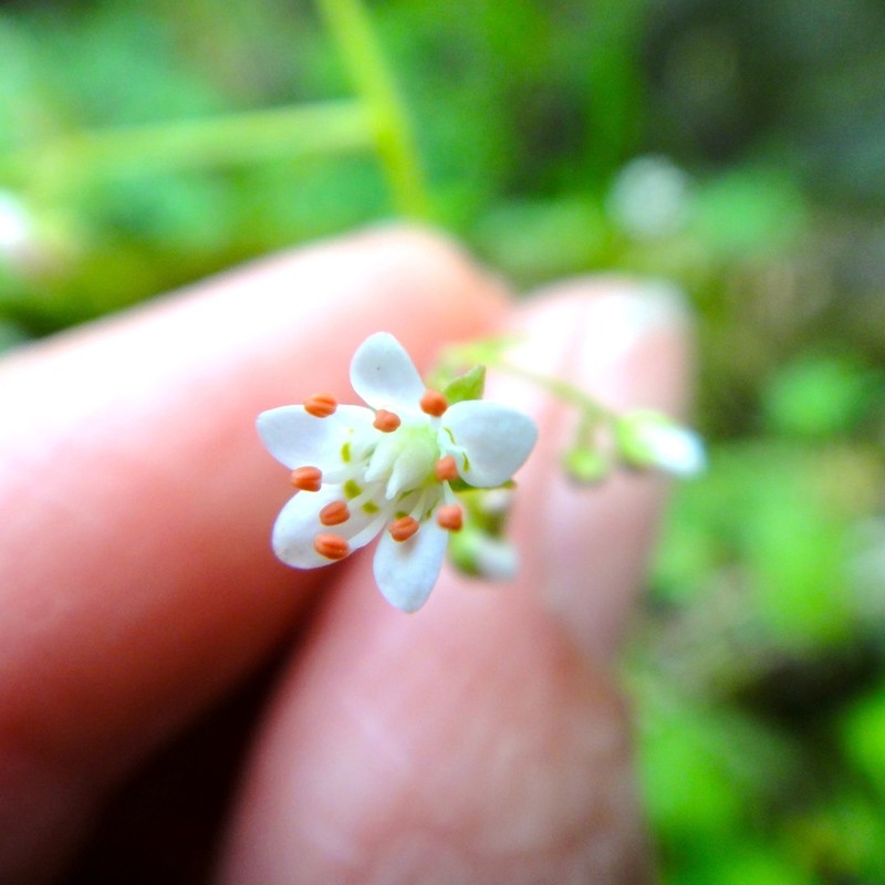Carolina Saxifrage