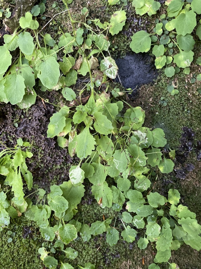 Carolina Saxifrage photo 2