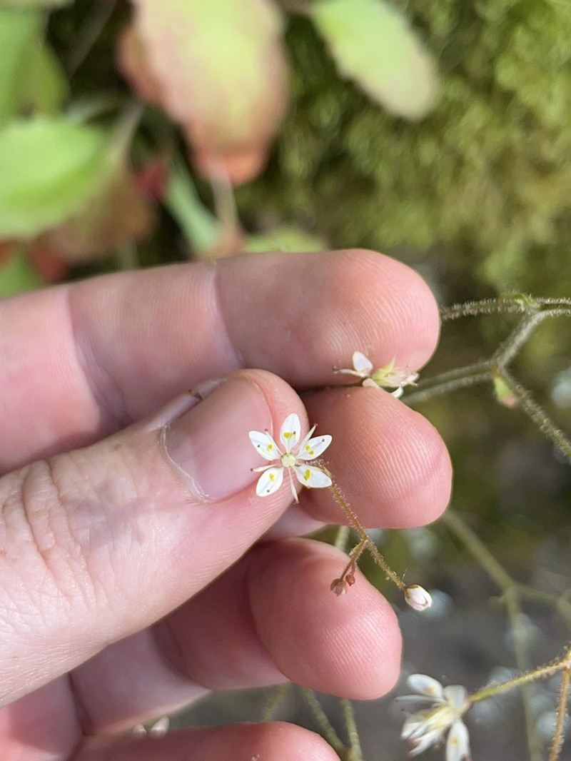Carolina Saxifrage photo 3