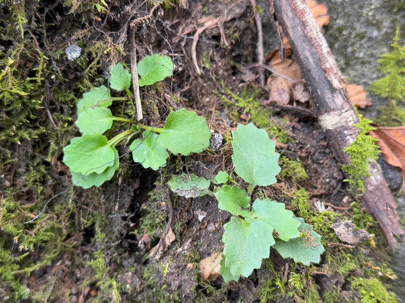 Carolina Saxifrage photo 4
