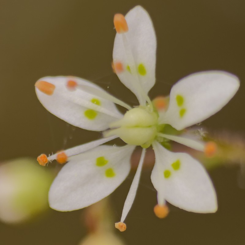 Carolina Saxifrage photo 5