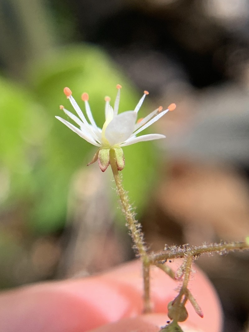 Carolina Saxifrage photo 6
