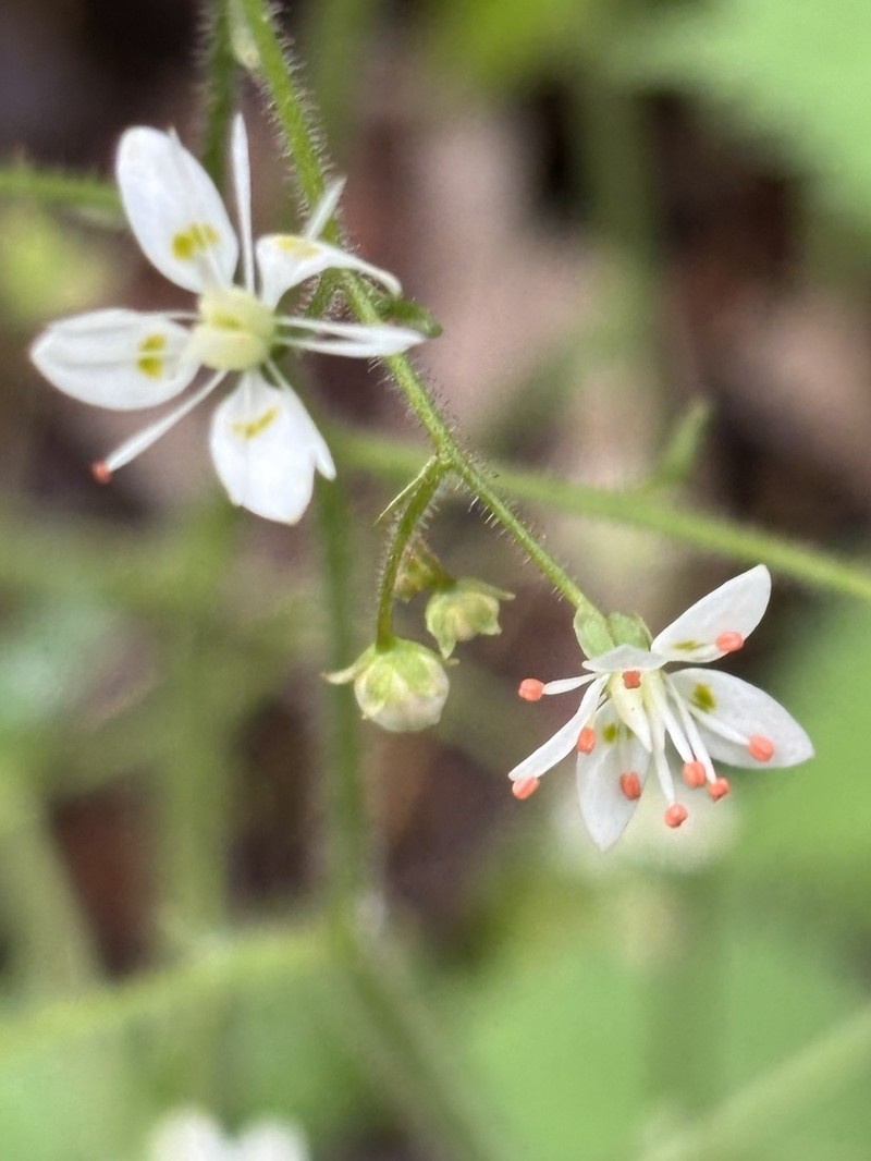 Carolina Saxifrage photo 7