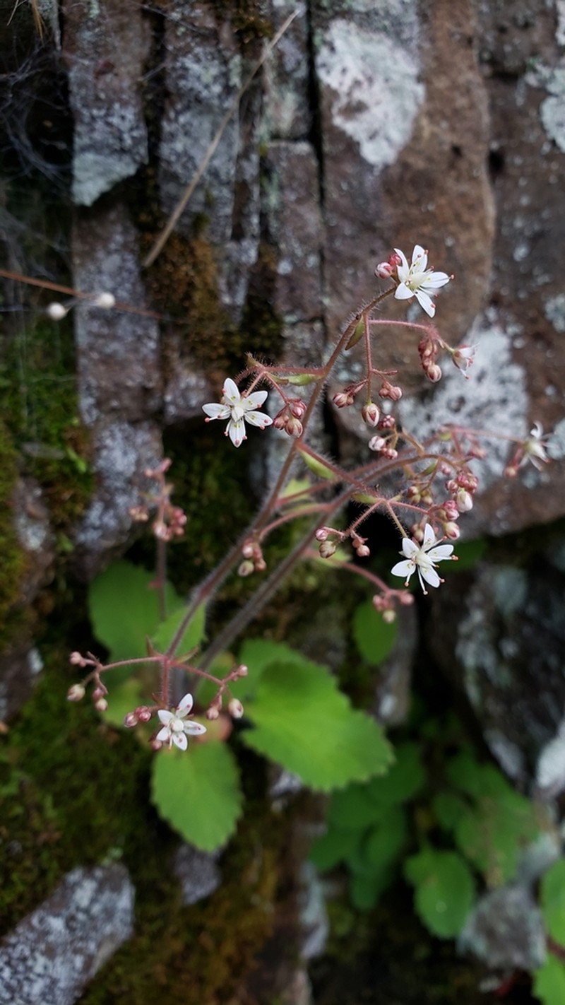 Carolina Saxifrage photo 8