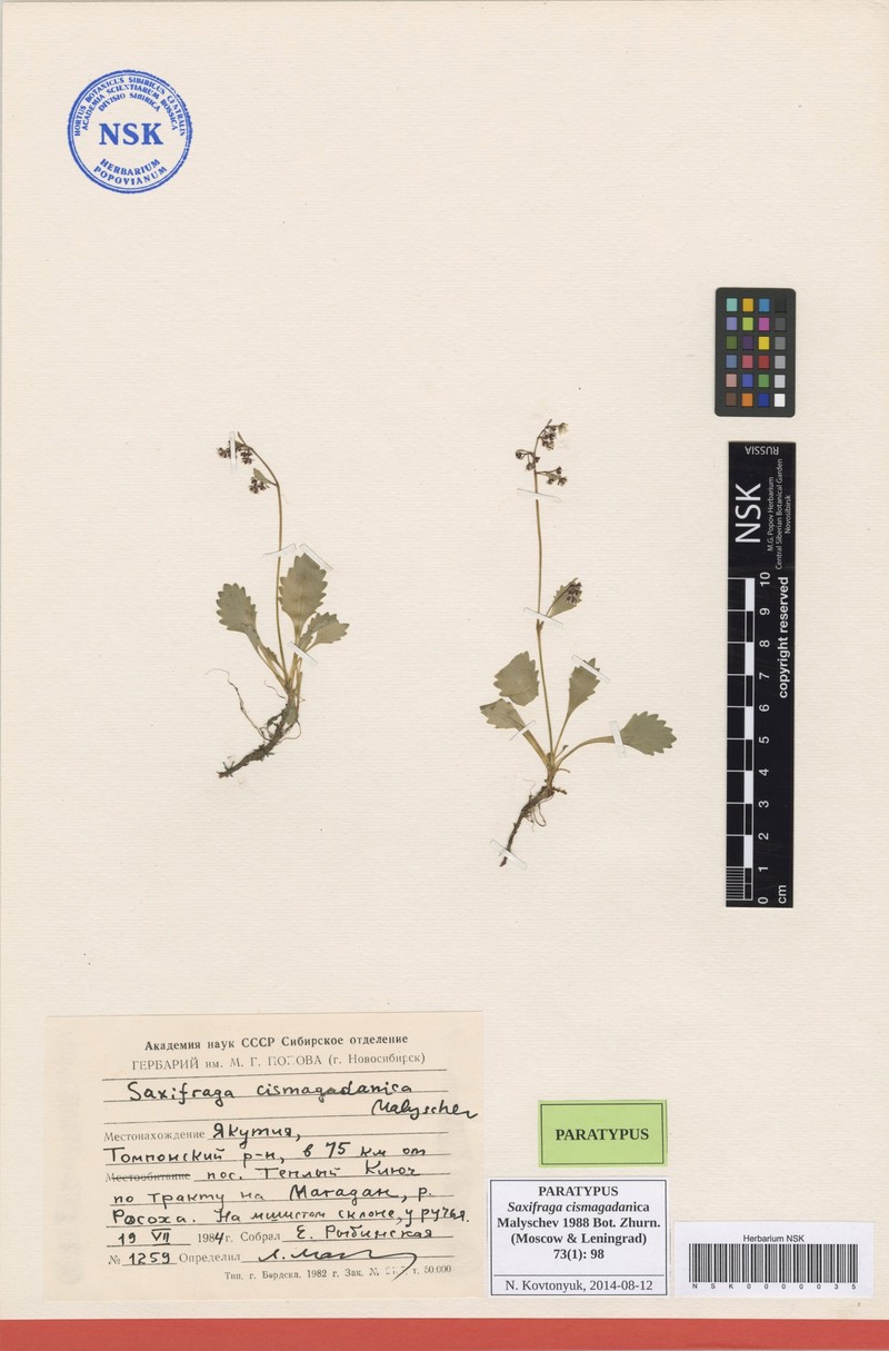 Micranthes cismagadanica