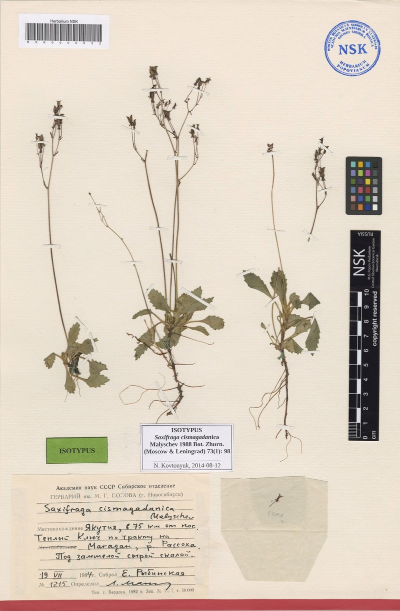 Micranthes cismagadanica photo 2