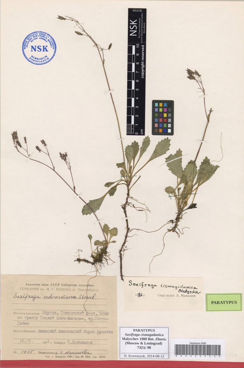 Micranthes cismagadanica photo 3