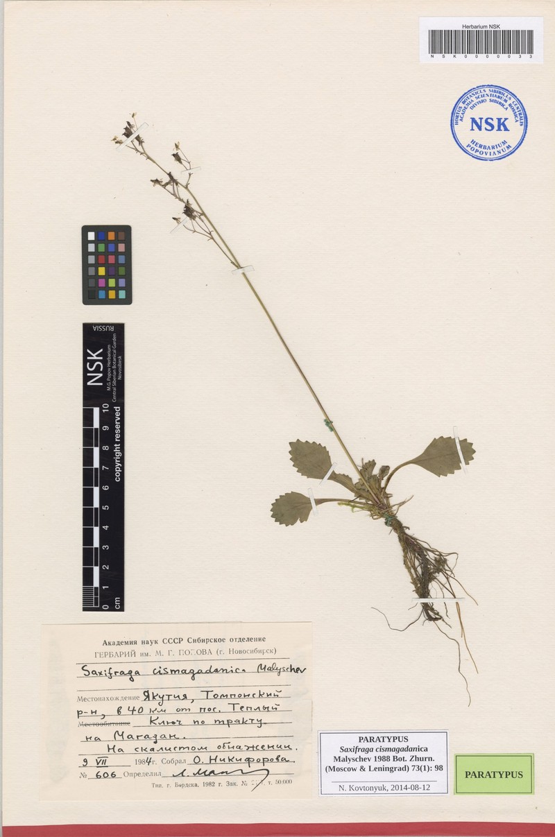 Micranthes cismagadanica photo 4