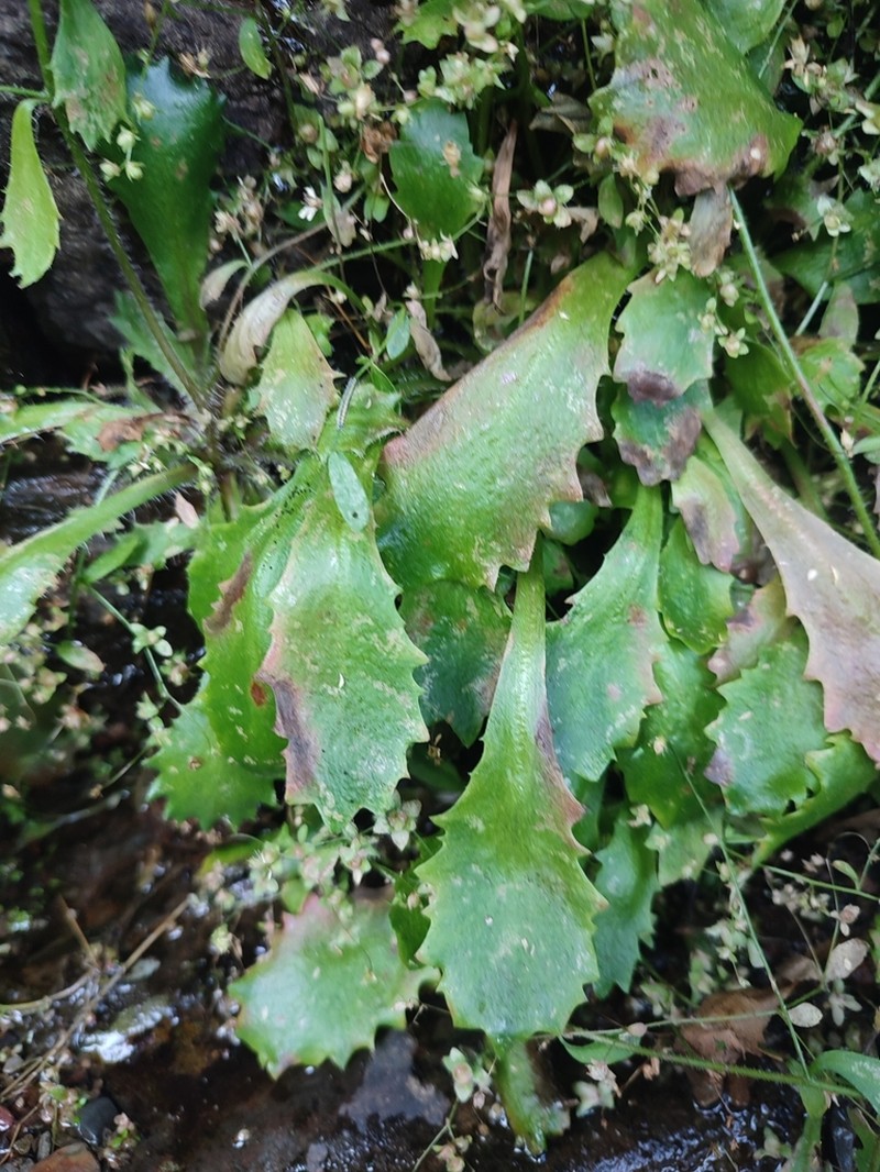 Micranthes clusii