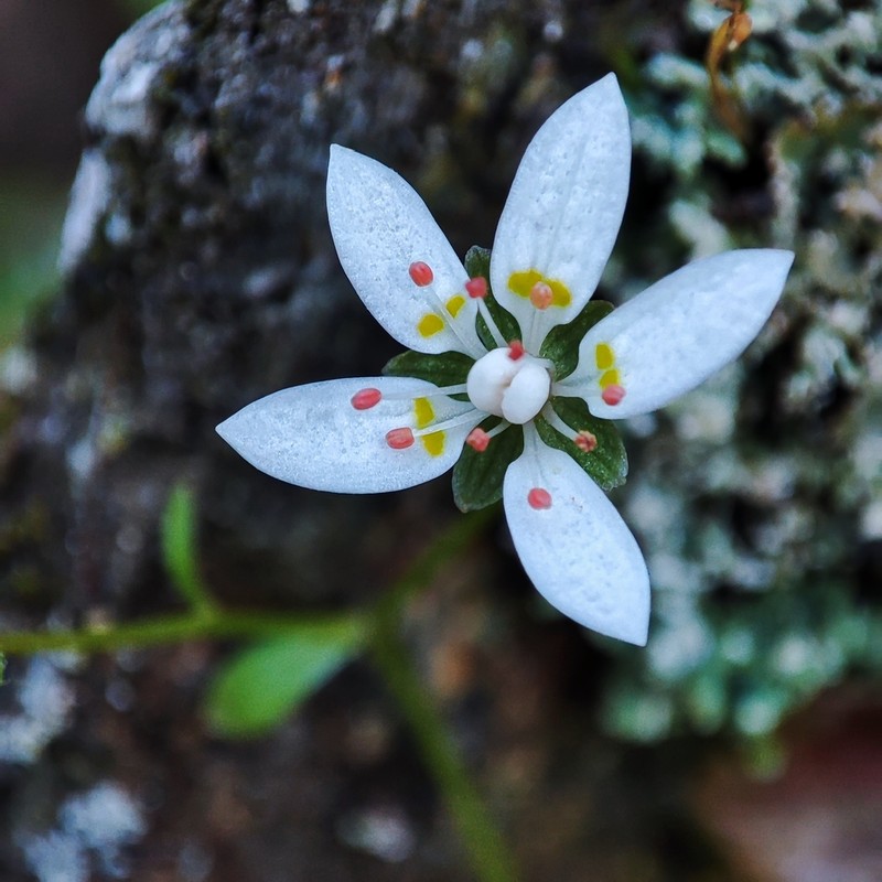 Micranthes clusii photo 2