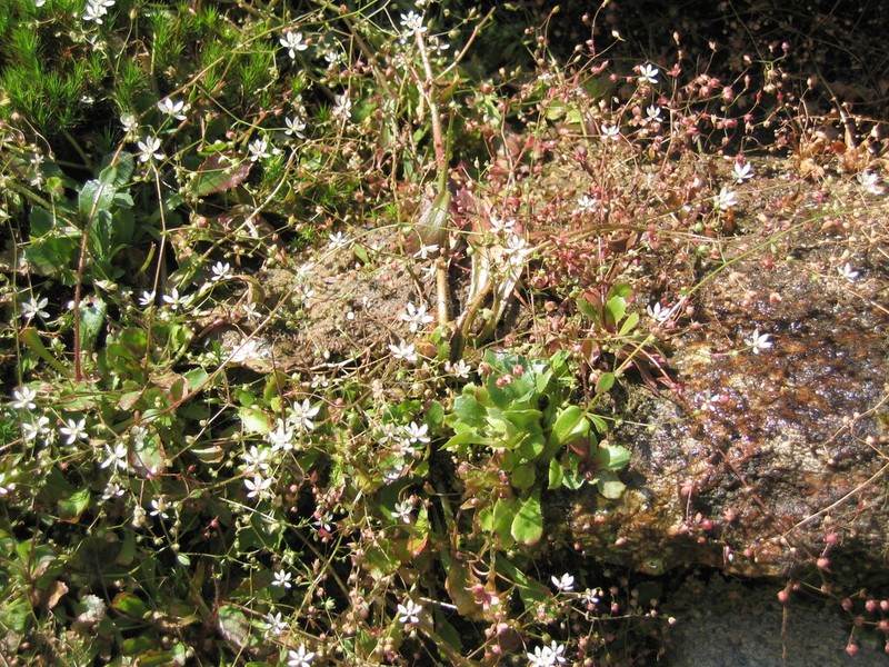 Micranthes clusii photo 3