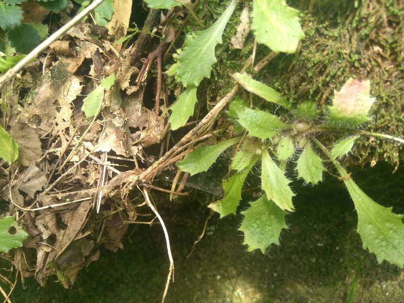 Micranthes clusii photo 4