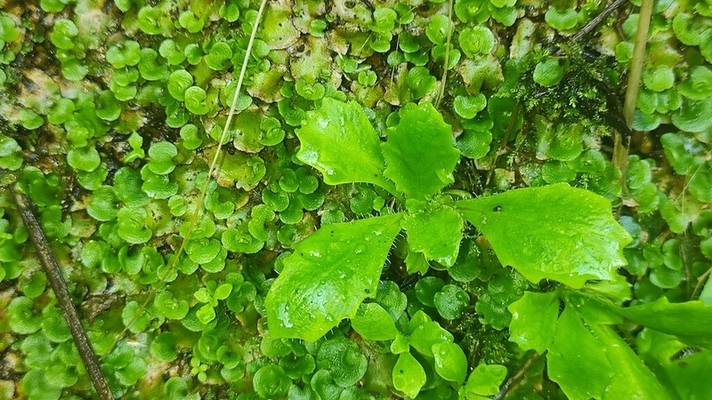 Micranthes clusii photo 5