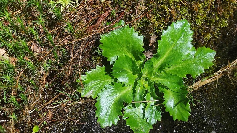 Micranthes clusii photo 6