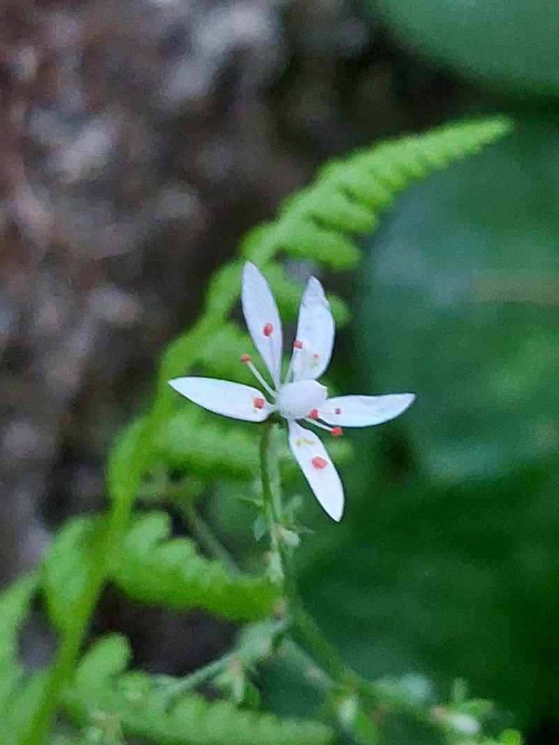 Micranthes clusii photo 7