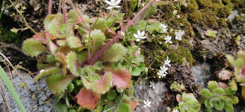 Micranthes clusii photo 8