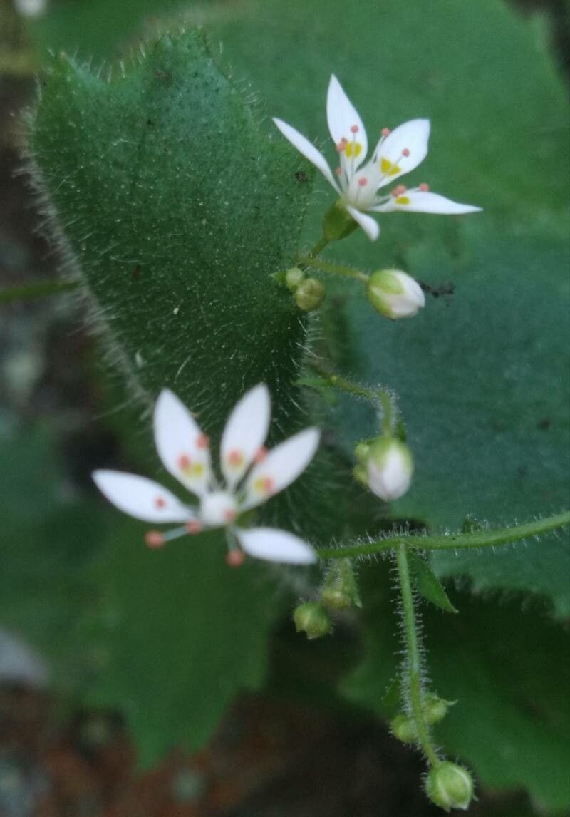 Micranthes clusii subsp. clusii
