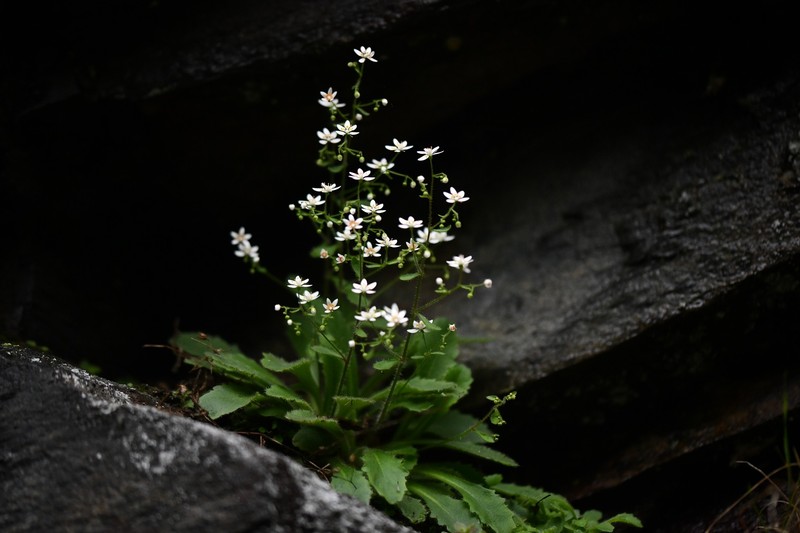 Micranthes clusii subsp. clusii photo 2