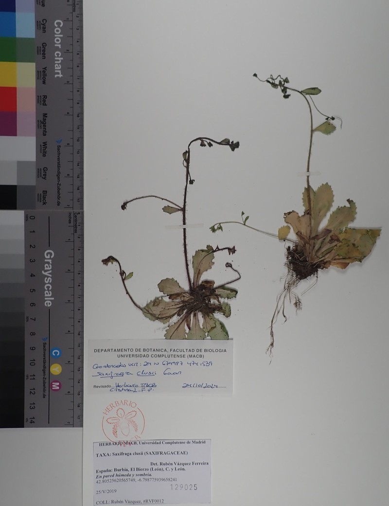 Micranthes clusii subsp. clusii photo 3