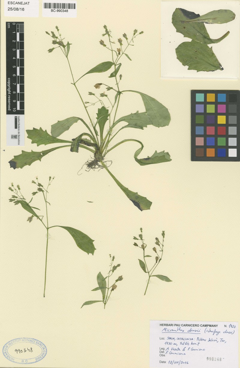 Micranthes clusii subsp. clusii photo 4