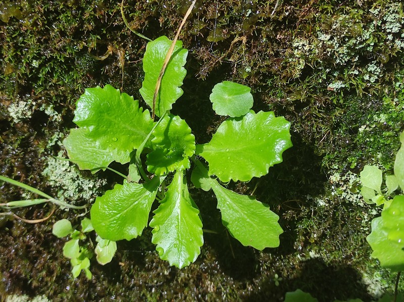 Micranthes clusii subsp. lepismigena