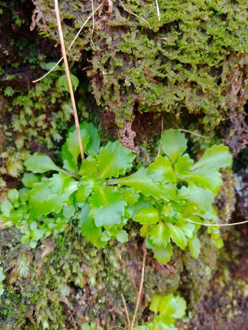 Micranthes clusii subsp. lepismigena photo 2