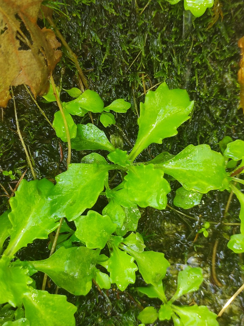 Micranthes clusii subsp. lepismigena photo 3