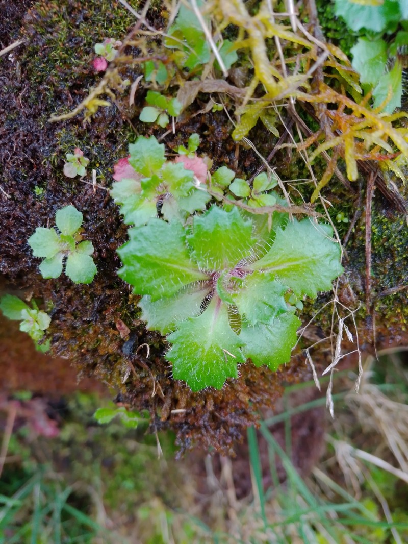 Micranthes clusii subsp. lepismigena photo 4