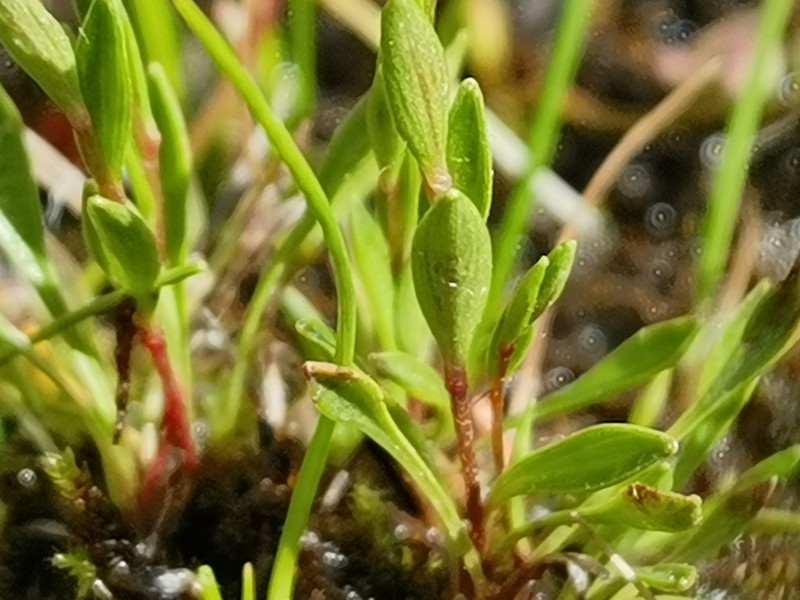 Micranthes dungbooi photo 2