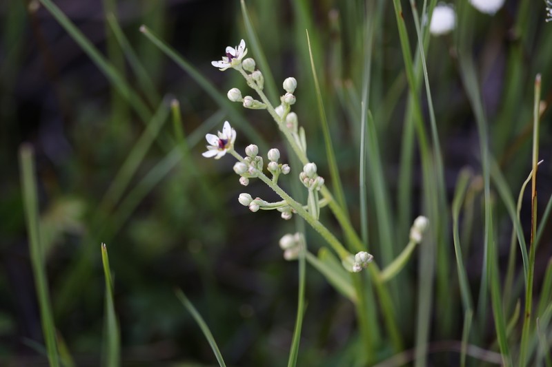 Micranthes dungbooi photo 3