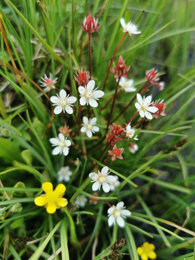 Micranthes dungbooi photo 4