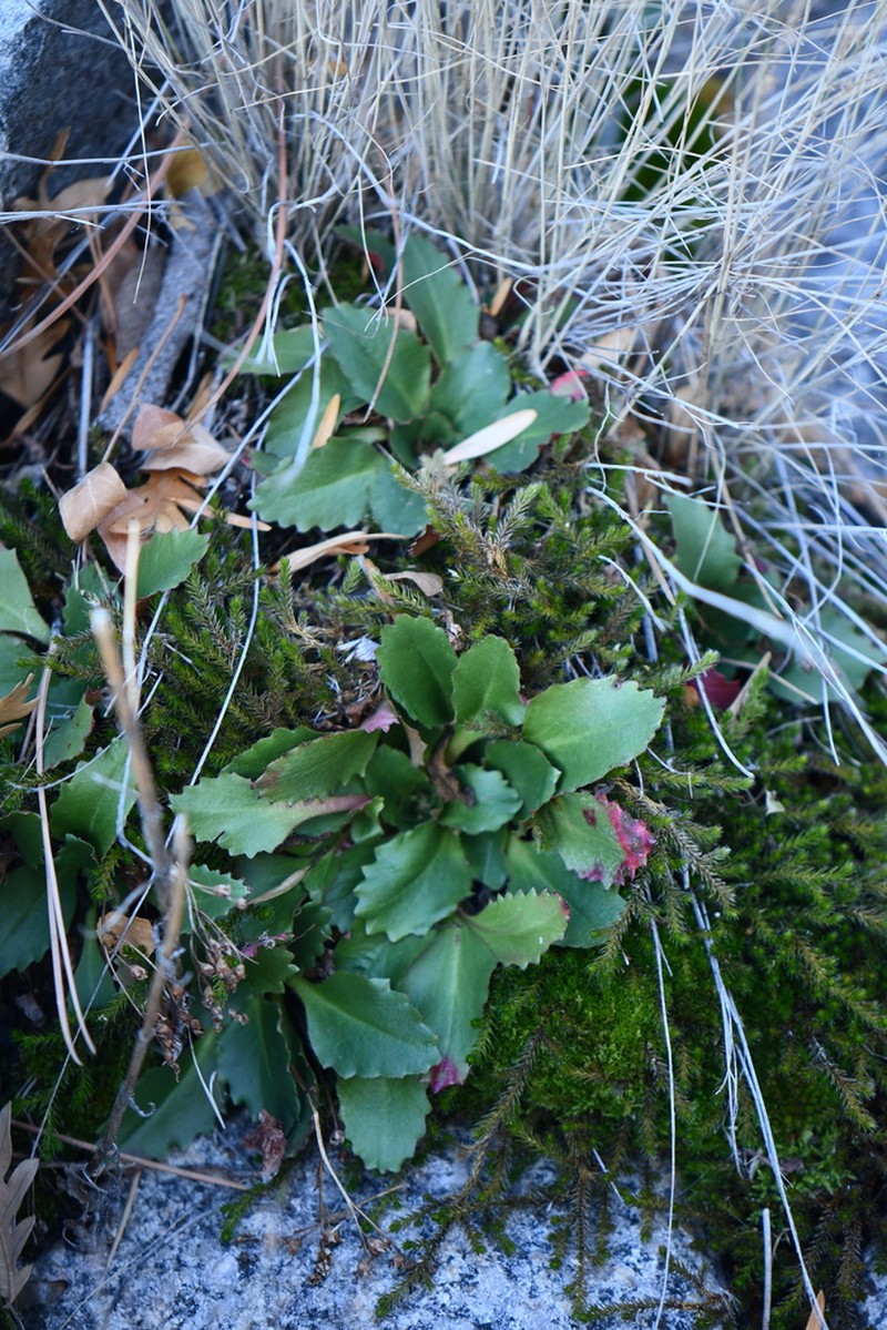 Redfuzz Saxifrage