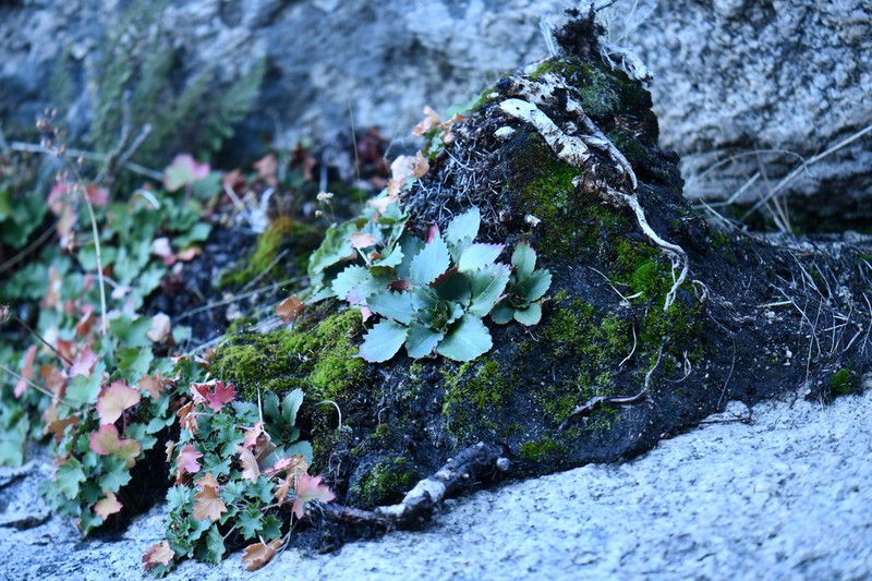 Redfuzz Saxifrage photo 2