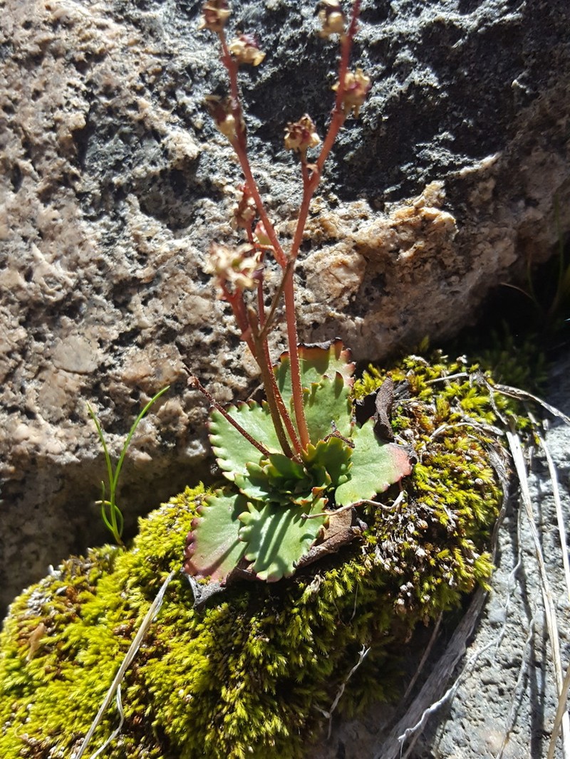 Redfuzz Saxifrage photo 3