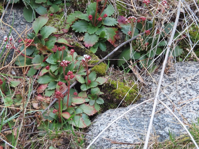 Redfuzz Saxifrage photo 4