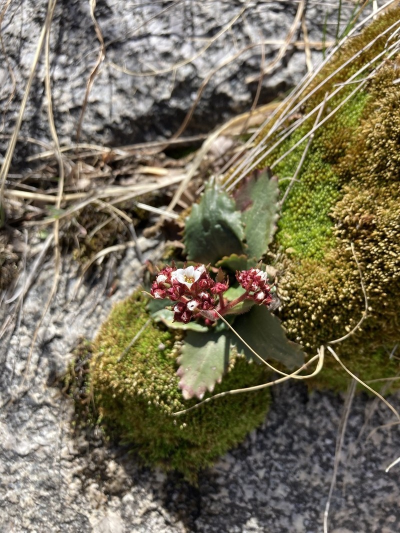 Redfuzz Saxifrage photo 5