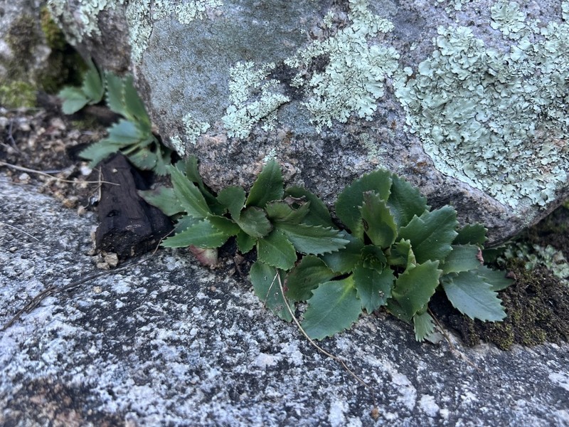 Redfuzz Saxifrage photo 7