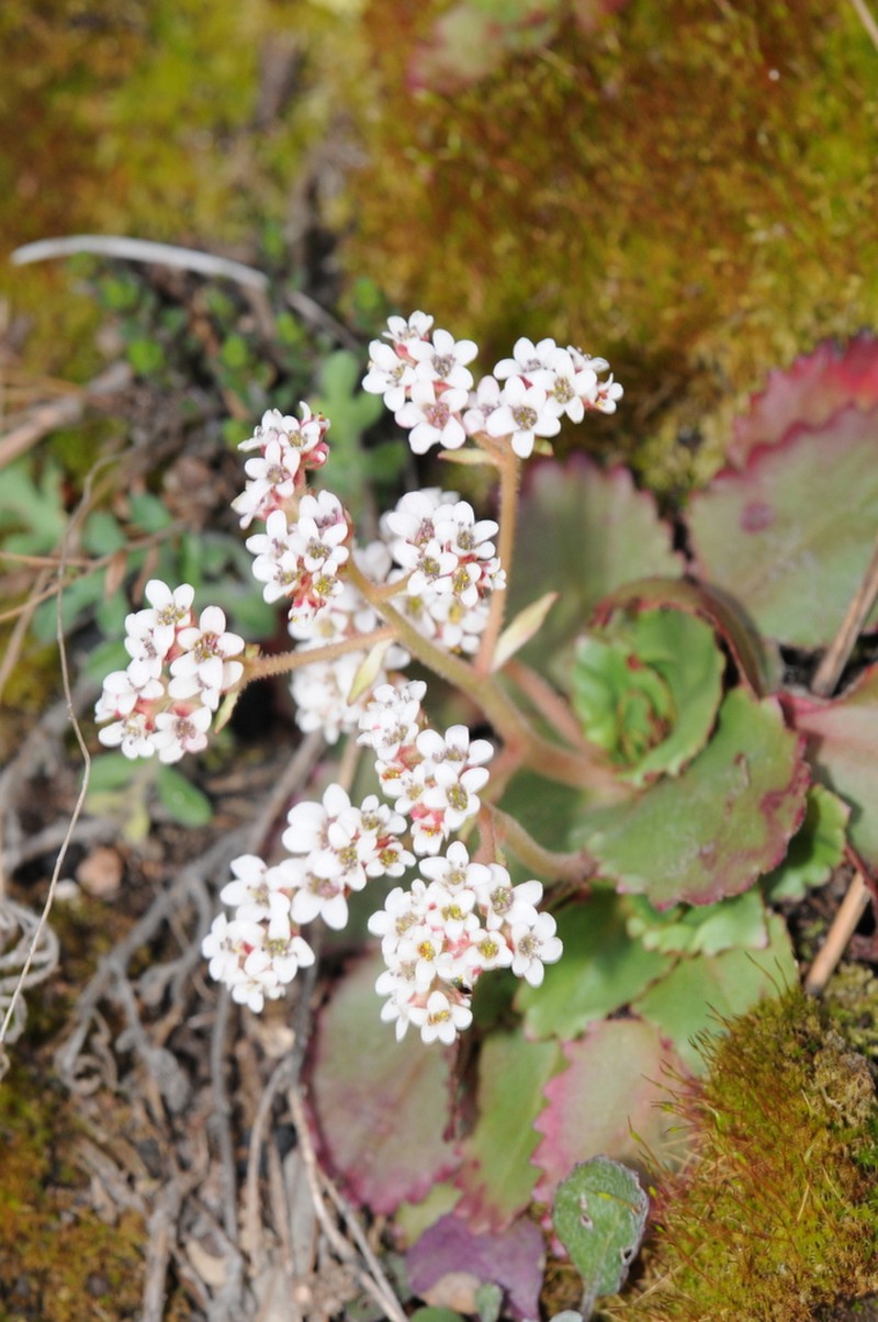 Redfuzz Saxifrage photo 8