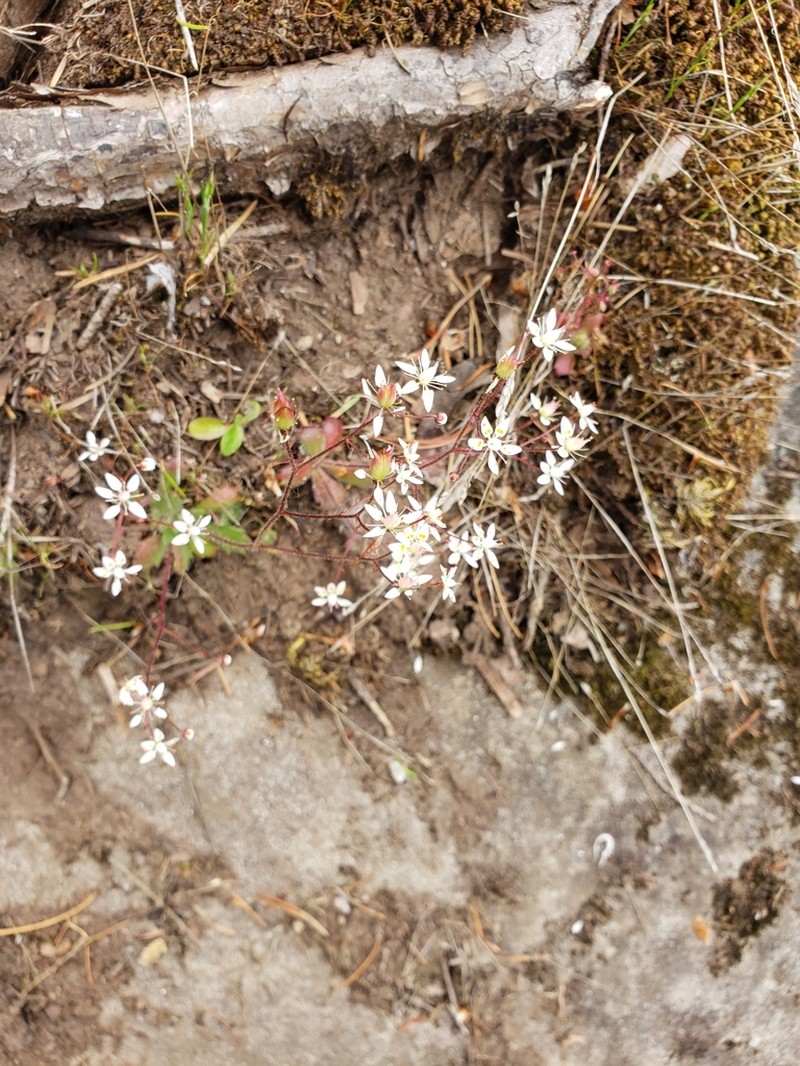 Russethair Saxifrage photo 3