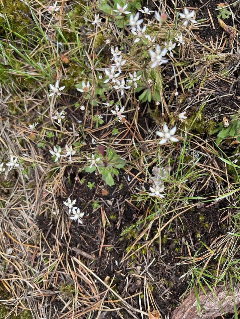 Russethair Saxifrage photo 4