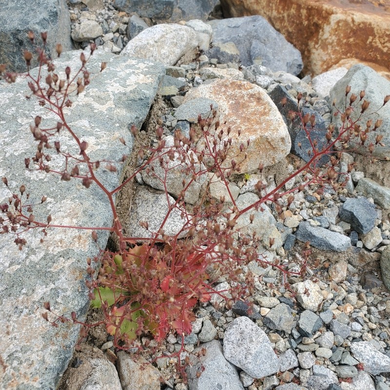Russethair Saxifrage photo 5