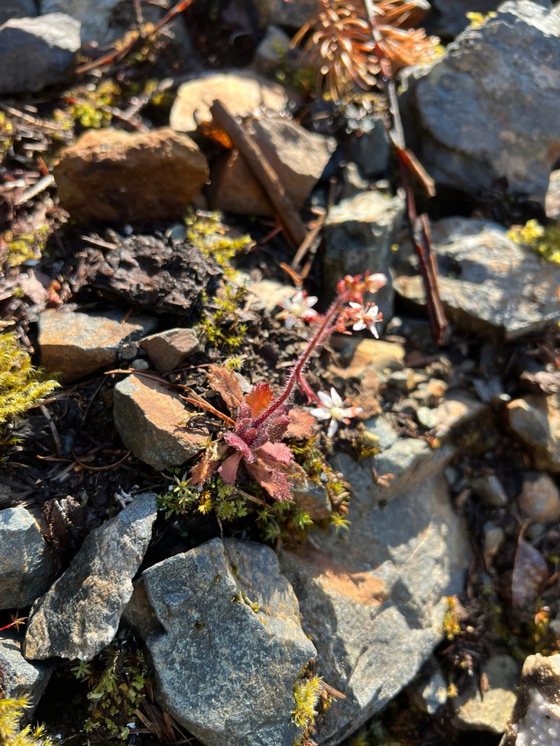 Russethair Saxifrage photo 6